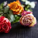 Vuoi conservare una rosa per sempre? Ecco il metodo naturale più efficace che pochi conoscono