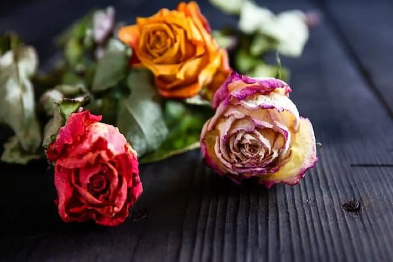 Vuoi conservare una rosa per sempre? Ecco il metodo naturale più efficace che pochi conoscono