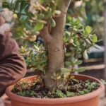 Hai un albero di giada in casa? Attenzione a questi gravi errori di posizione