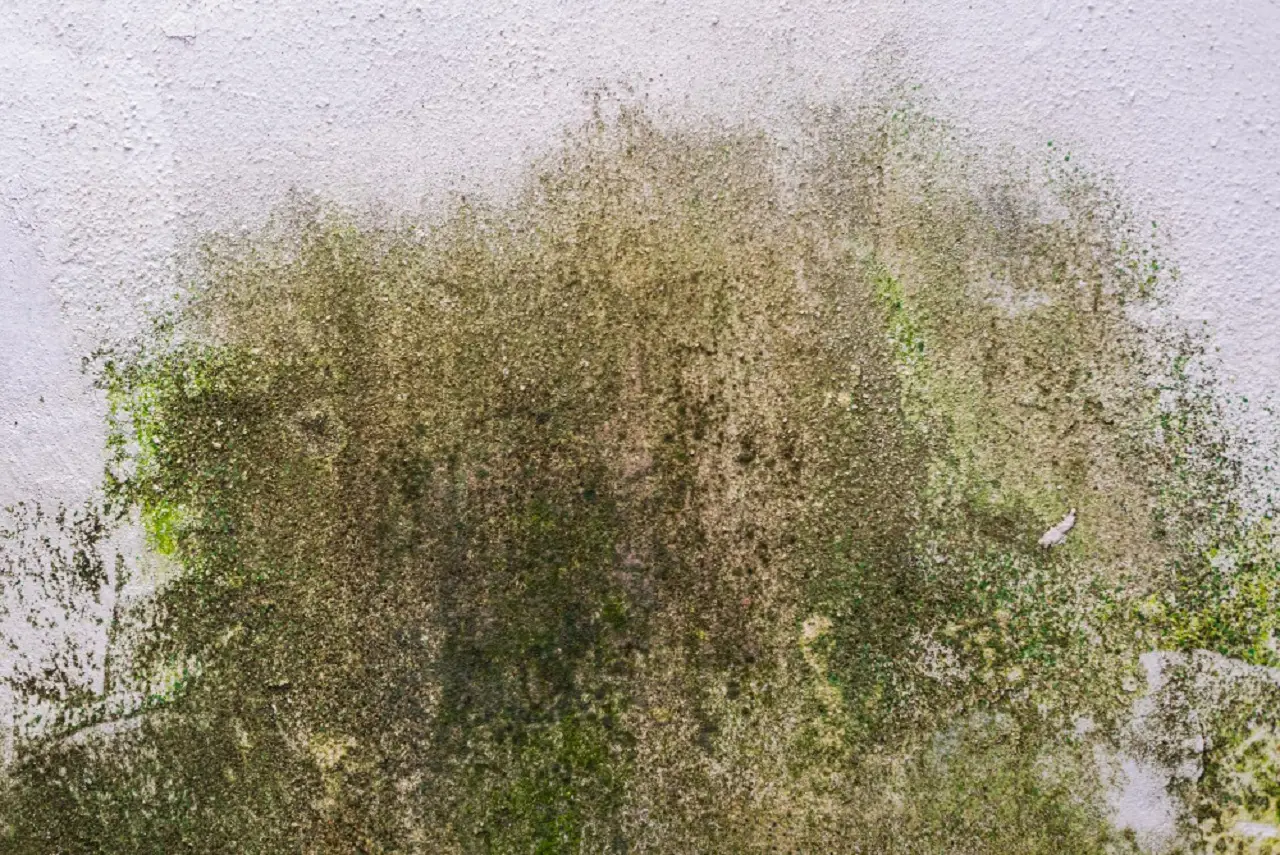 Il trucco naturale per pulire il muschio dal terrazzo senza fatica e senza prodotti chimici