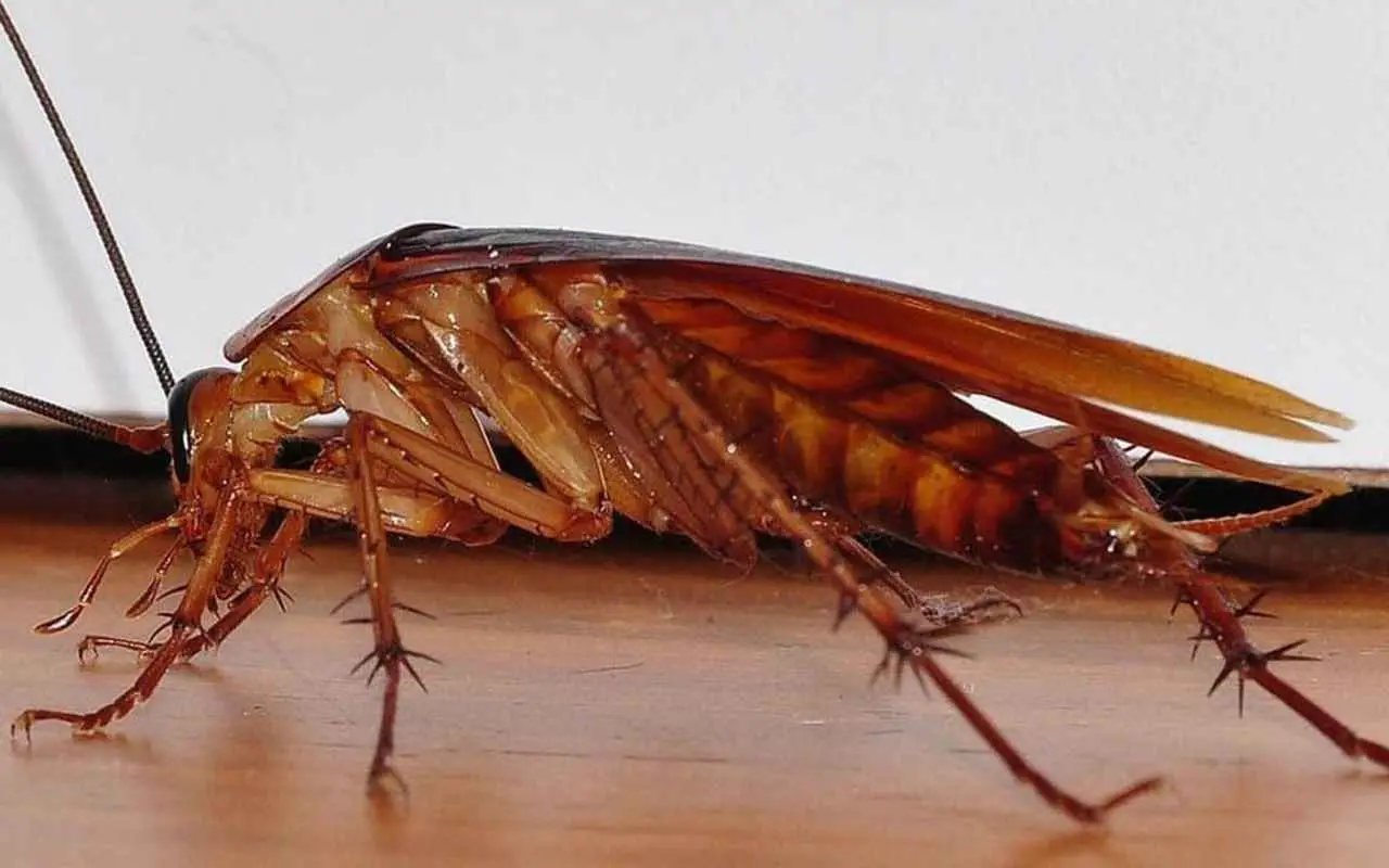 Allerta blatte in casa: ecco i luoghi insospettabili dove si nascondono durante il giorno
