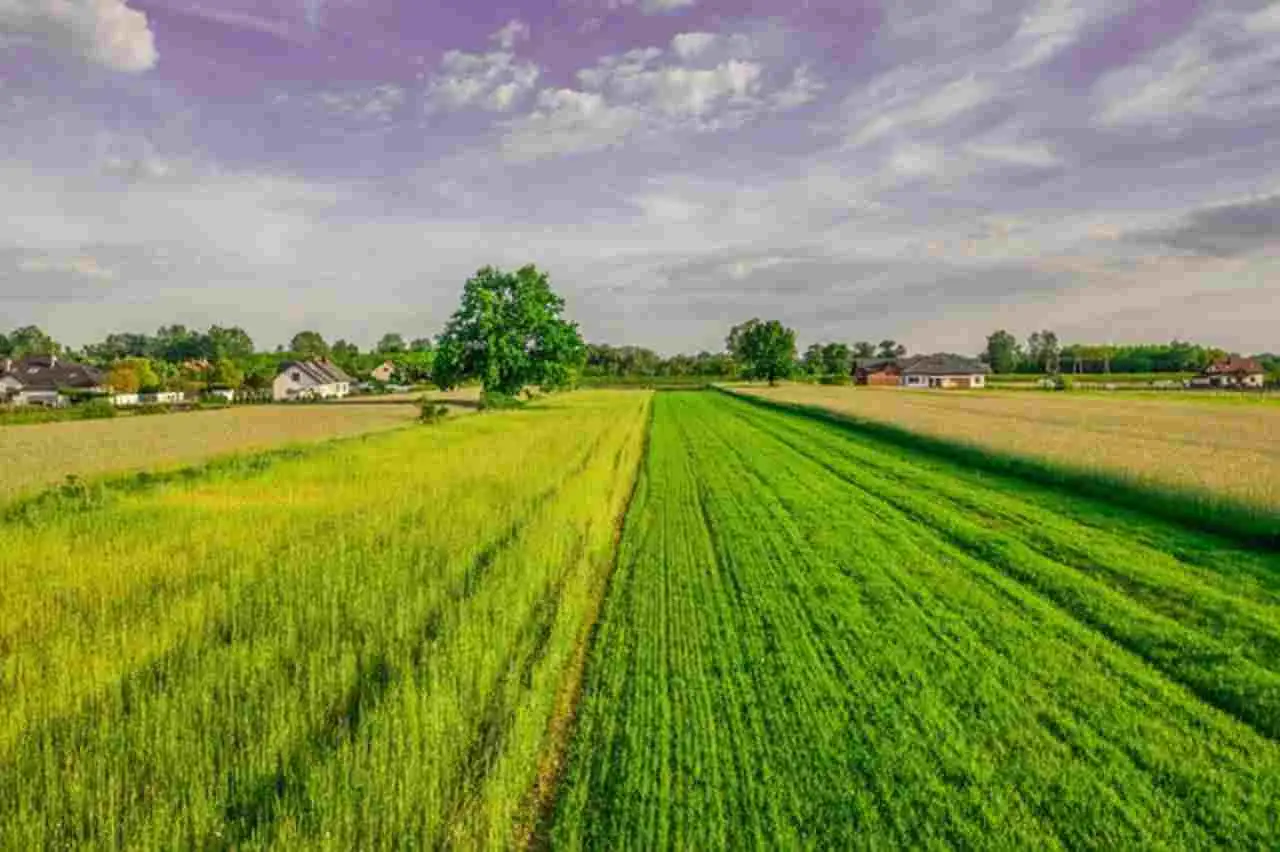 Quanto valgono i terreni agricoli: la risposta ti sorprenderà