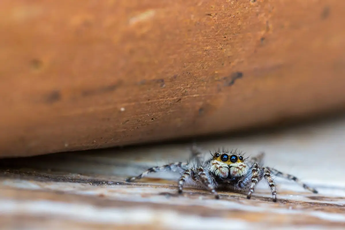 Se trovi questo ragno saltatore in casa attenzione: ecco cosa attira davvero gli insetti