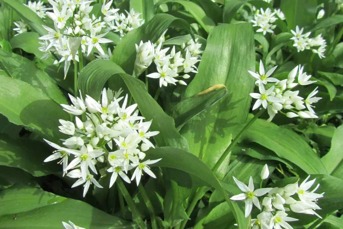 Aglio orsino nel giardino: ecco la moda green che sta dilagando, assicurati di non essere l’ultimo a scoprirlo