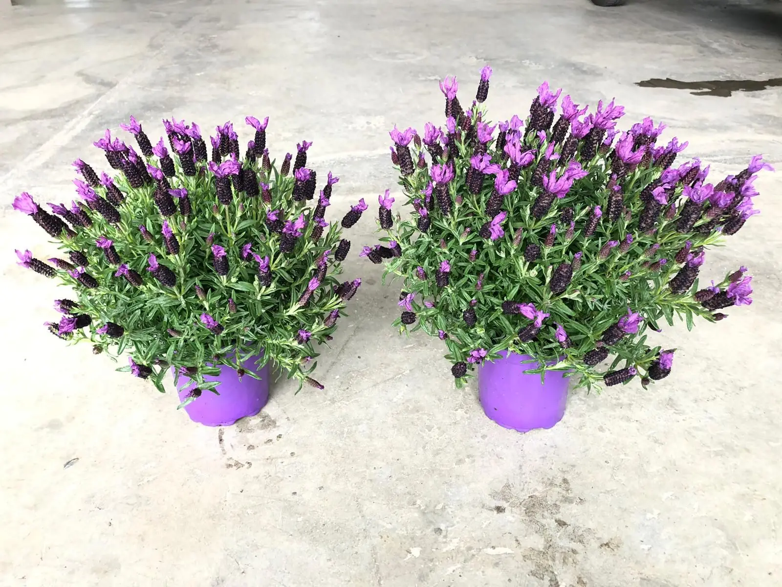 La tua lavanda in vaso non fiorisce? Ecco l’errore comune che stai commettendo sul balcone
